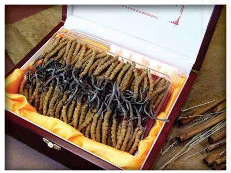 潼南冬虫夏草回收